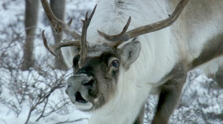 Reindeer Noses Really Do Glow Red
