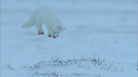 Arctic Fox Dive Bombs Prey Hidden in the Snow 