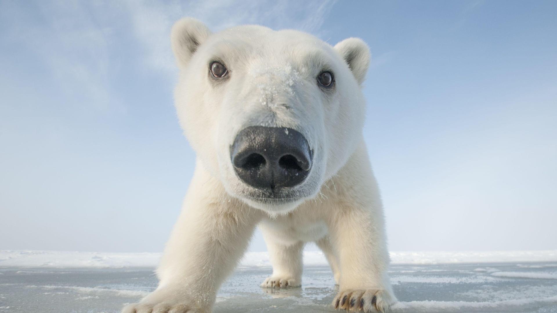 Snowbound Animals Of Winter Preview Nature Thirteen New York Public Media Snowbound Animals Of Winter Preview Nature Thirteen New York Public Media