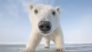 Snowbound: Animals of Winter | Preview 