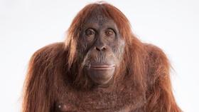 Video thumbnail: Nature Spy in the Wild | Series Preview 