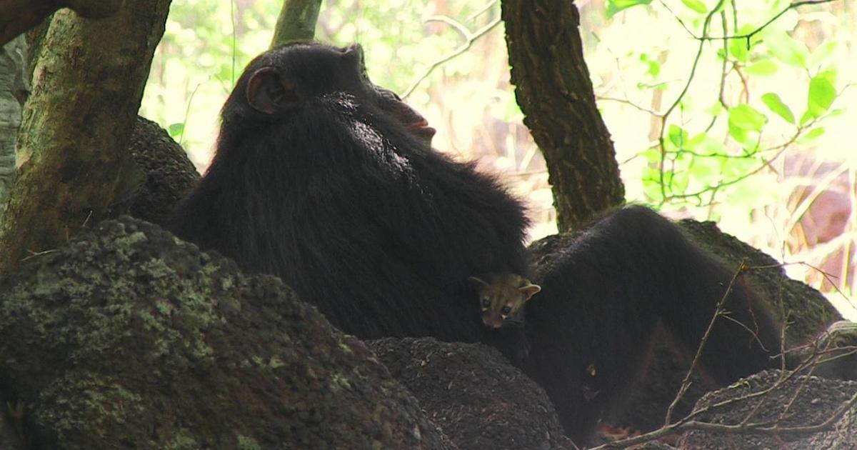 Chimp Makes Orphaned Genet Cat His Pet Chimp Makes Orphaned Genet Cat His Pet