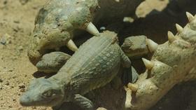 Video thumbnail: Nature Crocodile Mom Scoops Up Babies in Mouth