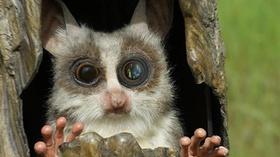 Video thumbnail: Nature Spy in the Wild | Episode 1 | Love | Preview 