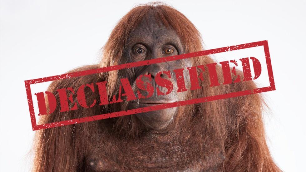S35: The Origins of 'Spy in the Wild' image