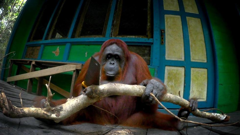S35 Ep8: Orangutan Learns to Saw Wood image