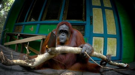Orangutan Learns to Saw Wood 