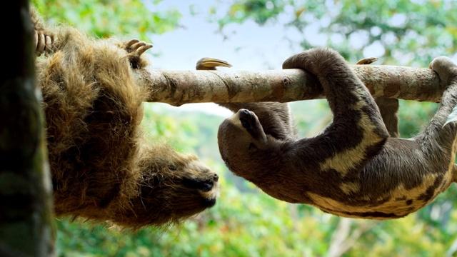 Nature | 'Spy Sloth' Meets Real Sloth