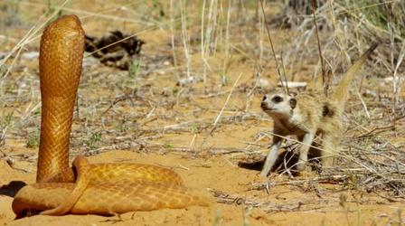 Fearless Meerkat Takes on 'Spy Cobra'