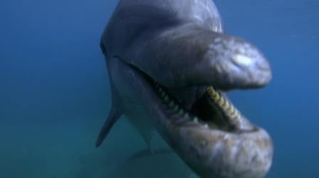 Video thumbnail: Nature Dolphins Behaving Badly 