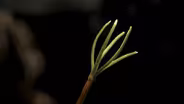Why the Giant Sequoia Needs Fire to Grow 