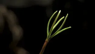 Why the Giant Sequoia Needs Fire to Grow 