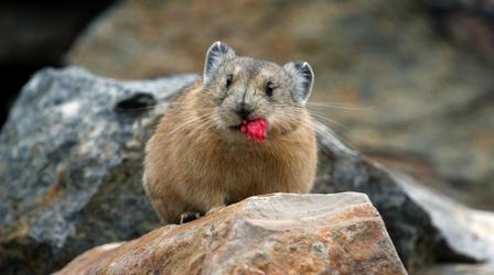 Pika Builds Nest to Survive Long Harsh Winter 