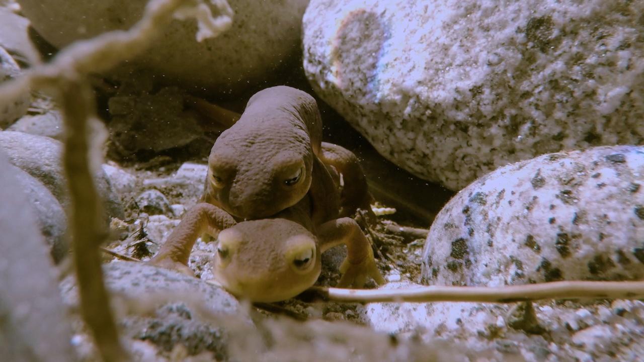 Nature | Newt Mating in the High Sierra | Yosemite Web Exclusive