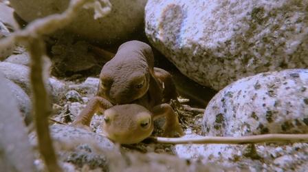 Newt Mating in the High Sierra | Yosemite Web Exclusive 