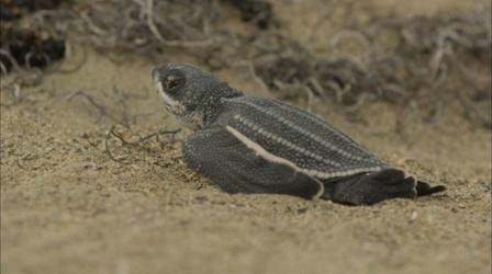 Leatherback Turtle Hatchlings Emerge from Sand 
