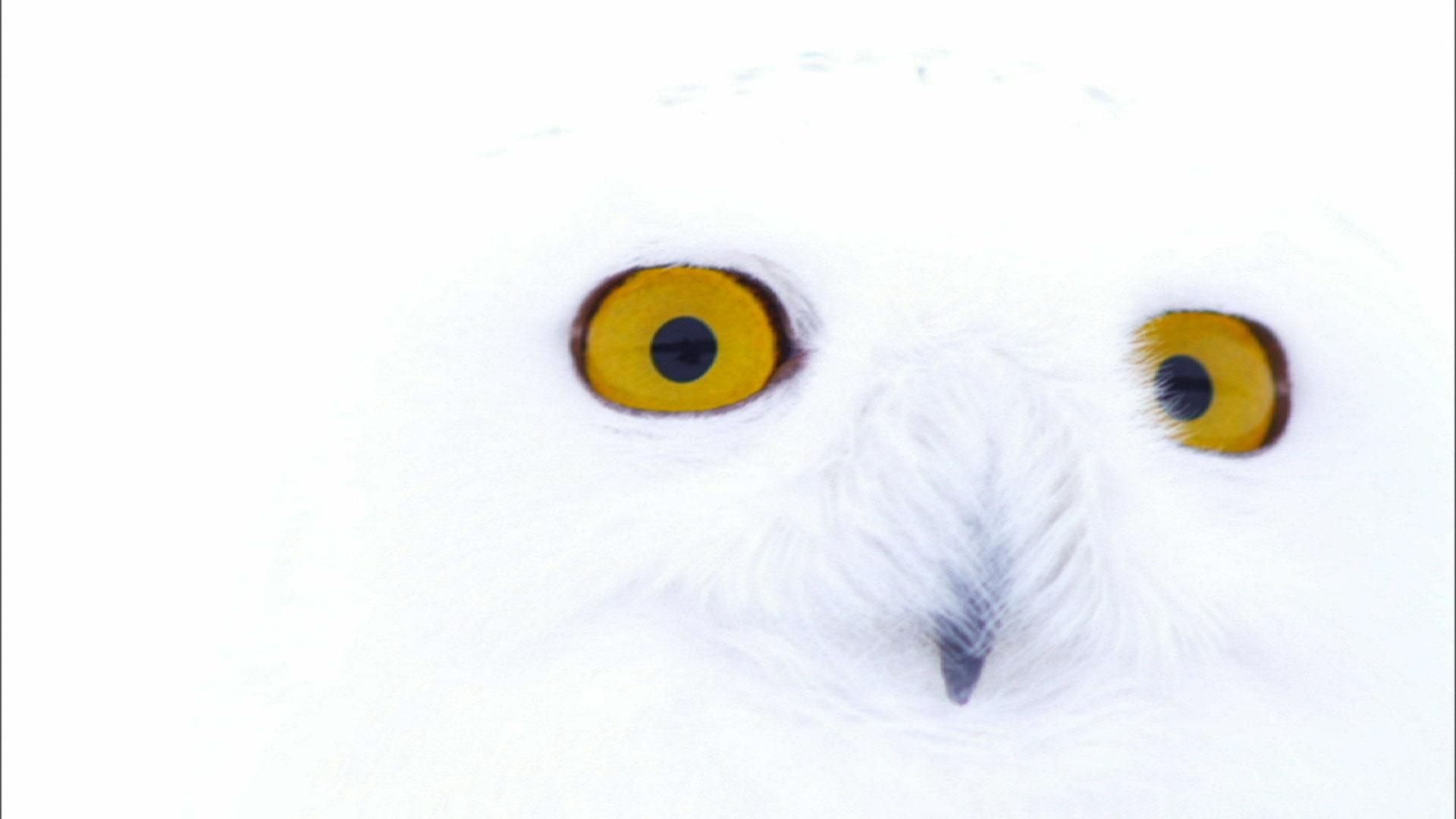 cute real snowy owls