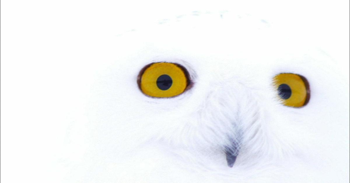 Nature | Magic of the Snowy Owl Preview | Season 31 | Episode 2 | PBS