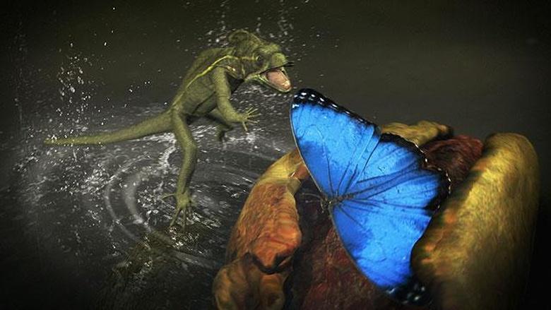 Nature Image