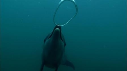 Video thumbnail: Nature Dolphin Bubble Play