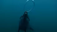 Dolphin Bubble Play