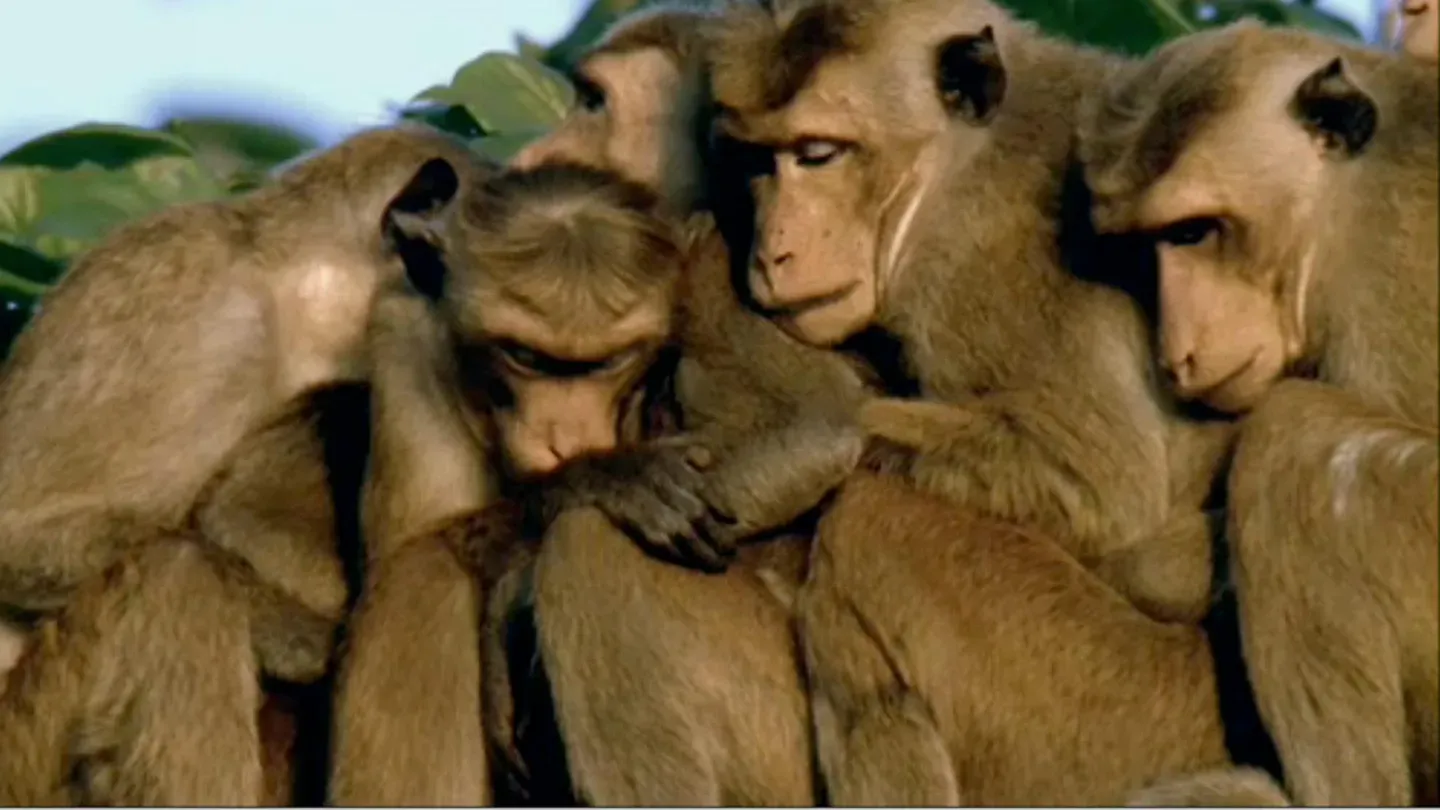 Clever Monkeys