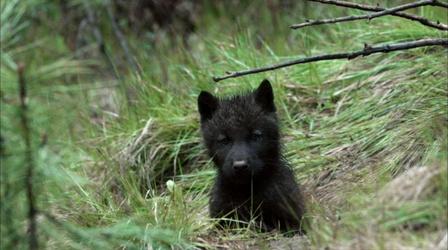 Video thumbnail: Nature Wolf Pups Right Off the Trail