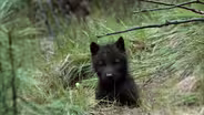 Wolf Pups Right Off the Trail