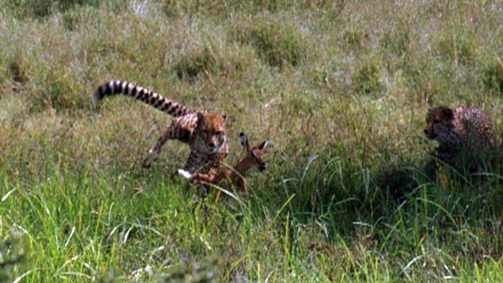 S26: Cheetahs Learning to Hunt | The Cheetah Orphans image