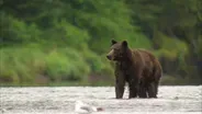 Filming with Bears