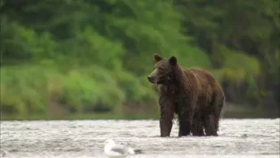 Filming with Bears