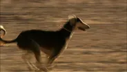 Speedy Saluki