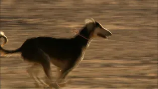 Speedy Saluki