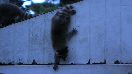 Video thumbnail: Nature Raccoon First Night Out