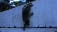 Raccoon First Night Out