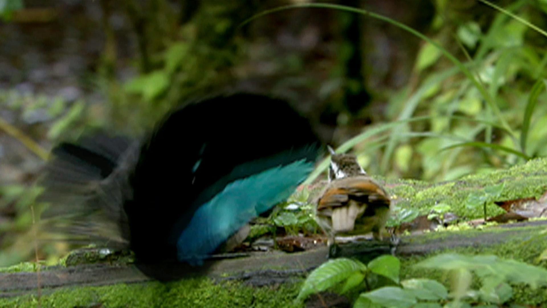 birds of paradise dance gif