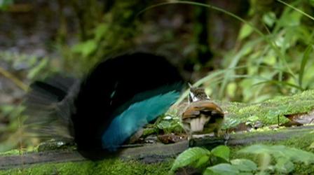 Video thumbnail: Nature Superb Bird of Paradise