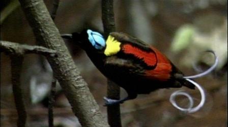 Video thumbnail: Nature Wilson's Bird of Paradise
