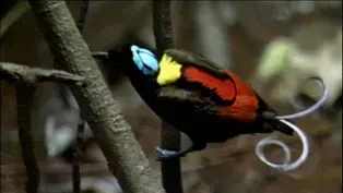 Wilson's Bird of Paradise