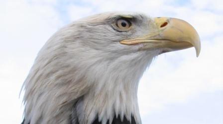 Video thumbnail: Nature American Eagle