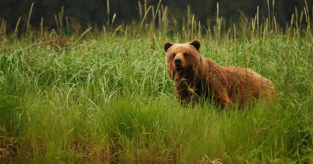 Fortress of the Bear