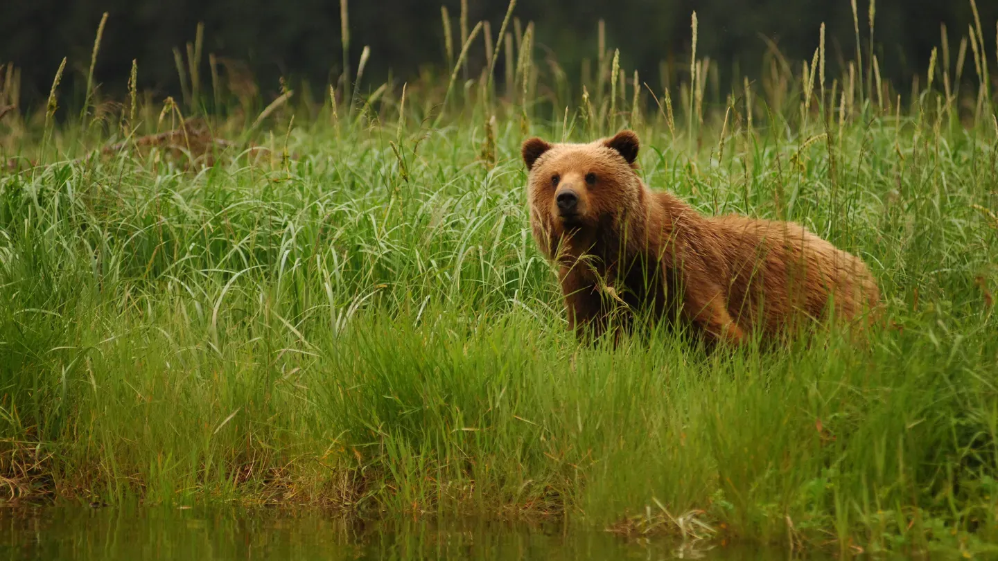 Fortress of the Bears