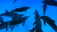 Ocean Giants: Deep Thinkers