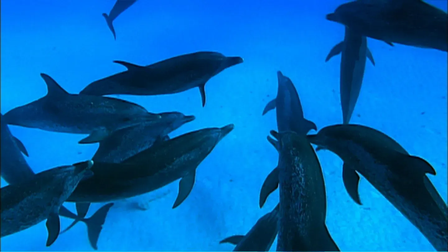 Ocean Giants: Deep Thinkers