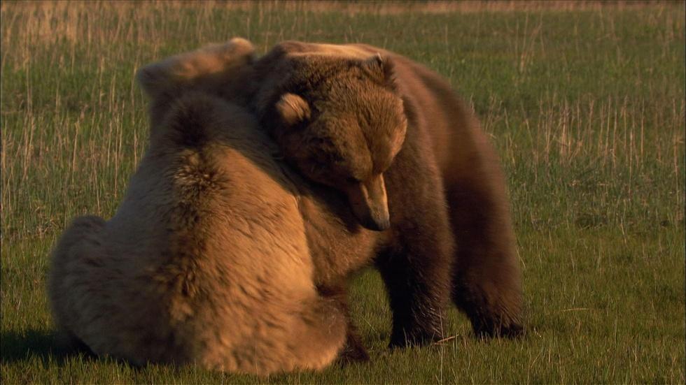 S29 Ep13: The Scent of a Bear image