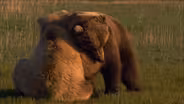 The Scent of a Bear