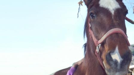 Video thumbnail: Nature Horse and Rider