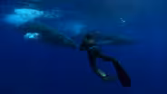 The Humpback Mating Marathon