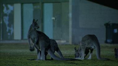 Kangaroo Mob | Full Episode | Nature | PBS