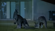 Metropolitan Marsupials